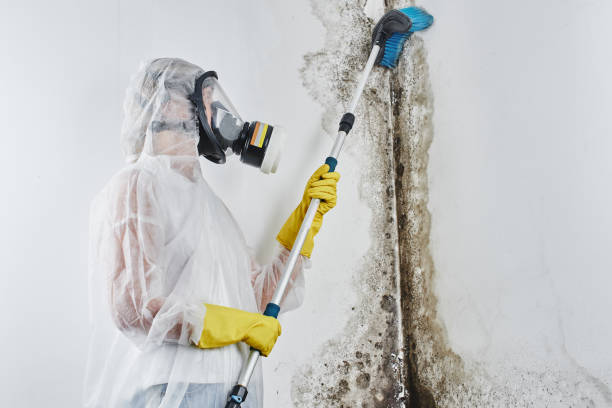 Best Health and Safety Mold Remediation in Pequot Lakes, MN