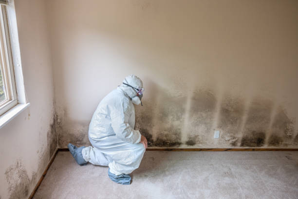 Professional Mold Remediation in Pequot Lakes, MN